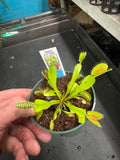 Dionaea Muscipula aka Common Venus Fly Trap