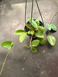 Hoya Hanhiae (hanging basket)