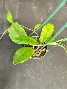 Hoya Finlaysonii (ripple) hanging basket