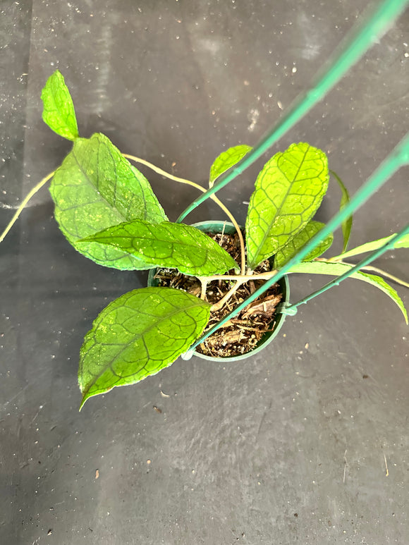 Hoya Finlaysonii (ripple) hanging basket