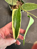 Hoya Latifolia Albo margins hanging basket