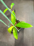 Hoya ‘Black Dragon’ pubicorolla in a hanging basket