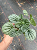 Peperomia Frost