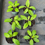 Gynura Procumbens aka Longevity Spinach