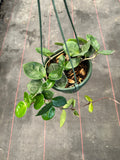 Hoya Carnosa ‘Chelsea’ hanging basket