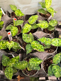 Aglaonema Pictum Tricolor