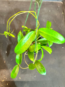 Hoya ‘Black Dragon’ pubicorolla in a hanging basket