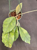 Hoya Chicken Farm hanging basket