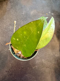 Hoya Vitellina (formerly fuscomarginata)