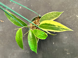 Hoya Latifolia Albo margins (hanging basket)