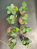 Hoya Carnosa Chelsea