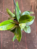 Hoya Monetteae (hanging basket)