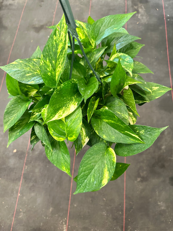 Golden Pothos (Epipremnum Aureum 