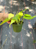 Philodendron Cordatum 'Lemon-Lime'