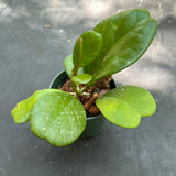 Hoya Kerrii Quiltleaf