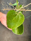 Hoya Loyceandrewsiana AKA 'Dinner Plate" (hanging basket)