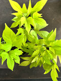 Ipomoea Batatas aka Lime Green Sweet Potato Vine