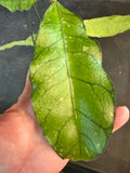 Hoya Callistophylla (hanging basket)