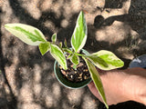 Euphorbia tithymaloides AKA Devils Backbone