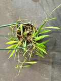 Hoya Tsangii (formerly odetteae)(Hanging Basket)