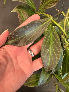 Hoya Obscura hanging basket