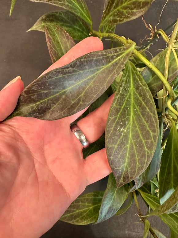 Hoya Obscura hanging basket