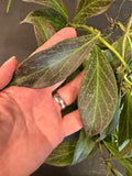 Hoya Obscura hanging basket