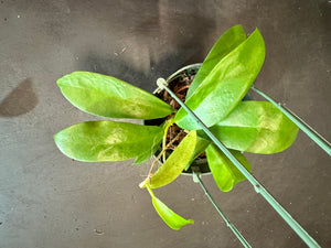 Hoya ‘Black Dragon’ pubicorolla in a hanging basket