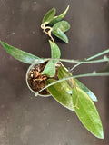 Hoya EPC 145 so. Spoon Leaf (Hanging Basket)