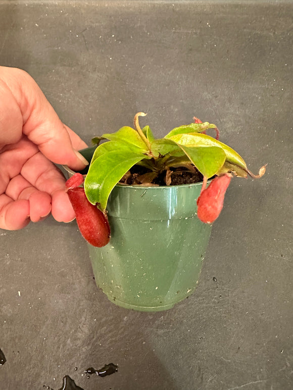Nepenthes “Lady Luck” Carnivorous Pitcher Plant