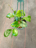 Hoya Surigaoensis (hanging basket)