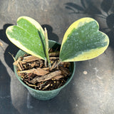 Hoya Kerrii "variegated margin" AKA albo marginata