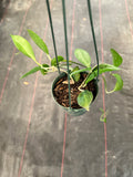 Hoya Pottsii Kuranda (hanging basket)