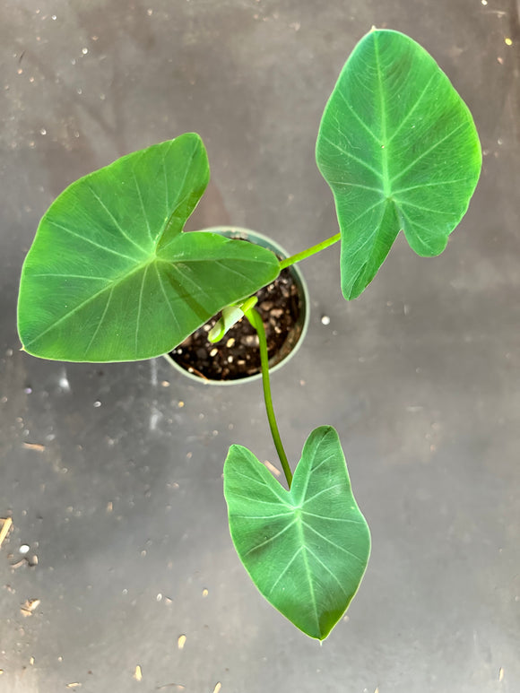 Colocasia Esculenta ‘Coal Miner’