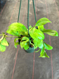 Hoya Obscura ‘Philip’ (hanging basket)