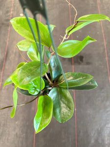 Hoya Surigaoensis (Hanging Basket)