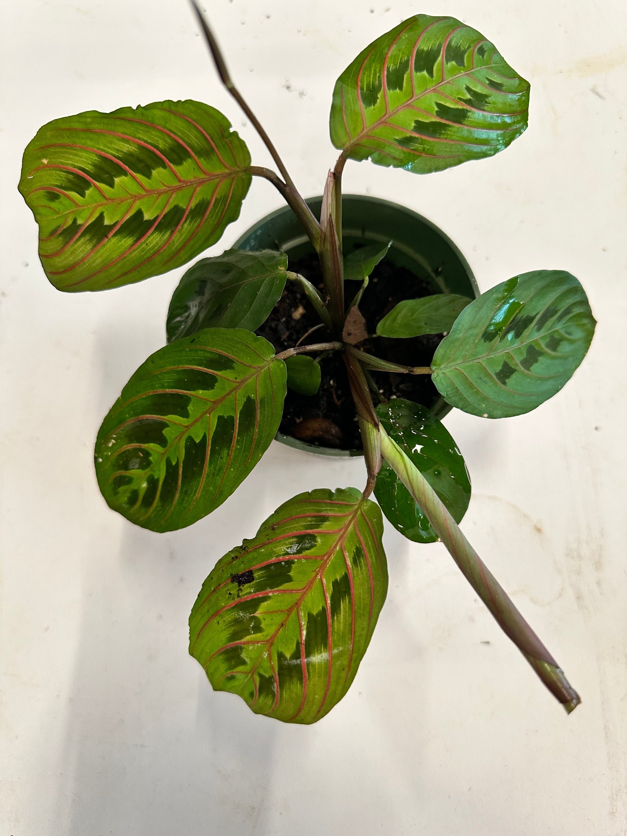 bloomscape red prayer plant Red Maranta aka Red Prayer Plant – Christine's Tropical & Exotic Plants