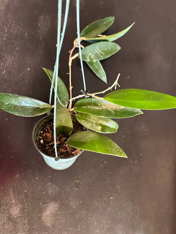 Hoya EPC 145 so. Spoon Leaf (Hanging Basket)