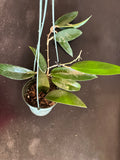 Hoya EPC 145 so. Spoon Leaf (Hanging Basket)