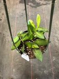 Hoya Burtoniae variegated aff.