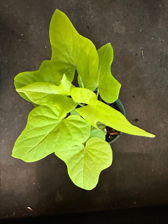 Ipomoea Batatas Marguerite aka Sweet Potato Vine