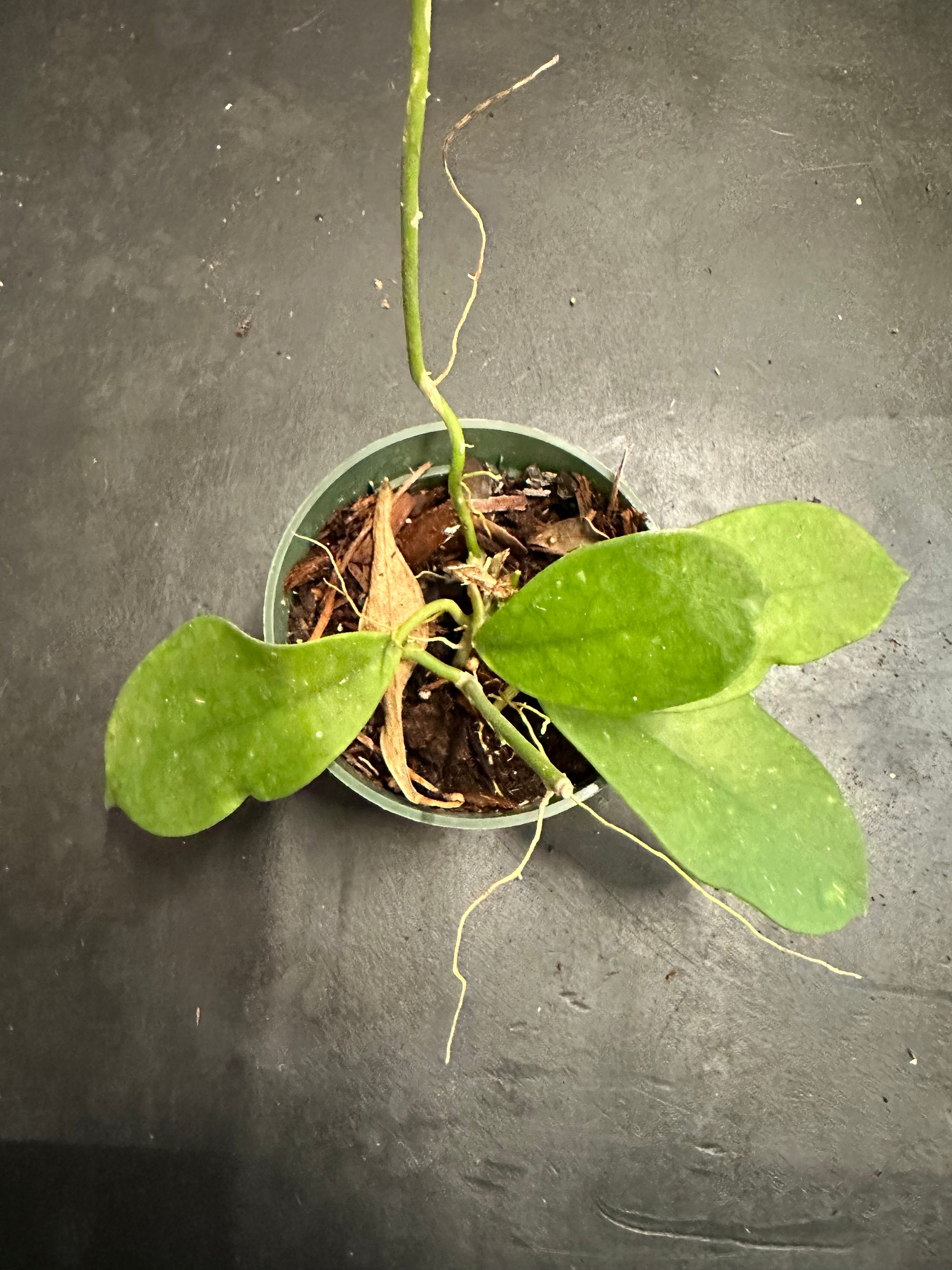 Hoya Diversifolia – Christine's Tropical & Exotic Plants