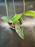 Hoya Flagellata