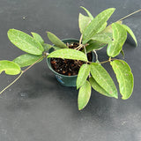 Hoya EPC 376 sp. LP 4