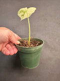 Alocasia Variegated Frydek