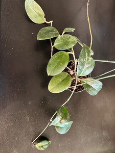 Hoya Fungii hanging basket
