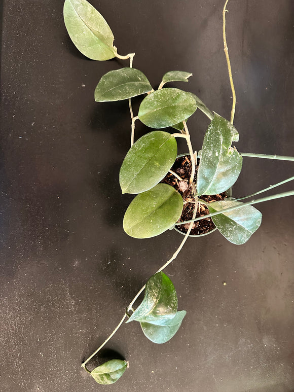 Hoya Fungii hanging basket