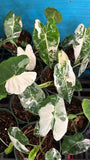 Alocasia Variegated Frydek