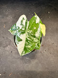 Alocasia Variegated Frydek