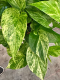 Marble Queen Pothos (Epipremnum Aureum "Marble Queen") in 8" hanging basket